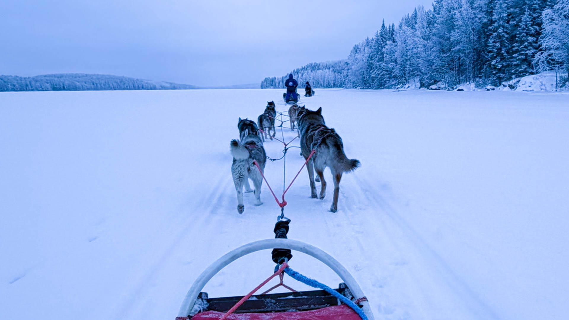 huskysafari
