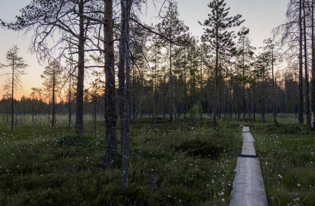 Tiilikkajärven kansallispuisto, Rautavaara
